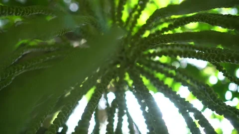 CS - Abstract Background Arenga Pinnata Video stock 246822014