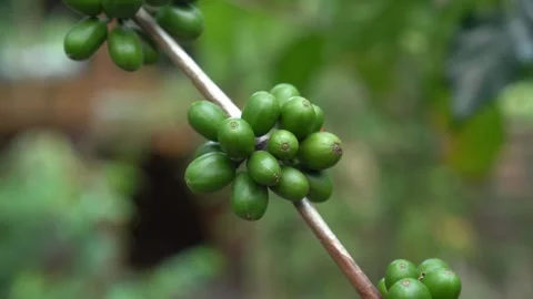 CS - Coffee tree with green cherry beans in the farm Stock Footage 246659611