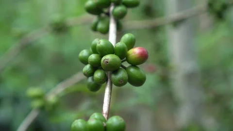 CS - Coffee tree with green cherry beans in the farm Video stock 246659929