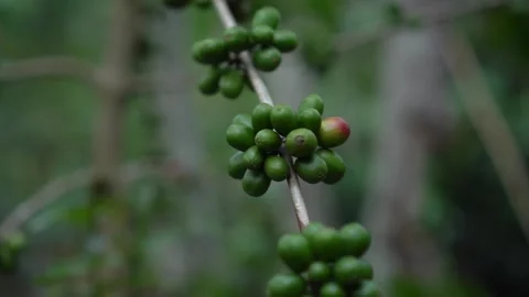 CS - Coffee tree with green cherry beans in the farm Video stock 246660035