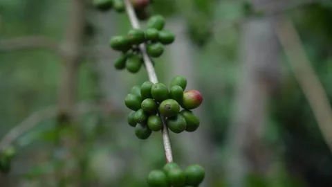 CS - Coffee tree with green cherry beans in the farm Video stock 246660055