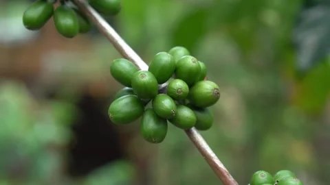 CS - Coffee tree with green cherry beans in the farm Video stock 246660228