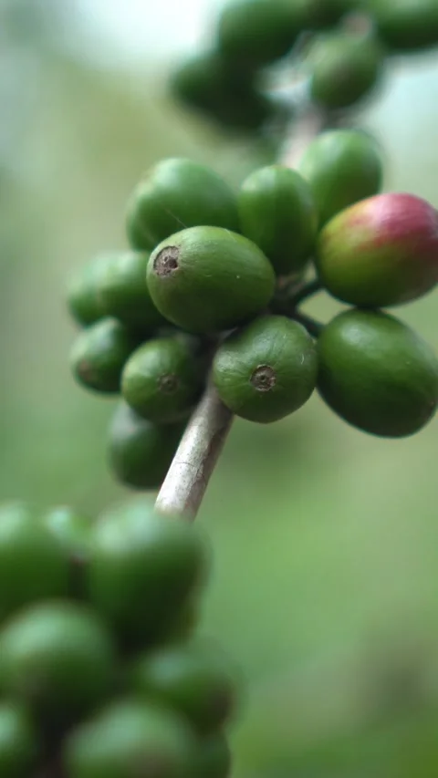 CS - Vertcal Video of Coffee tree with green cherry beans in the farm Stock Footage 246780388
