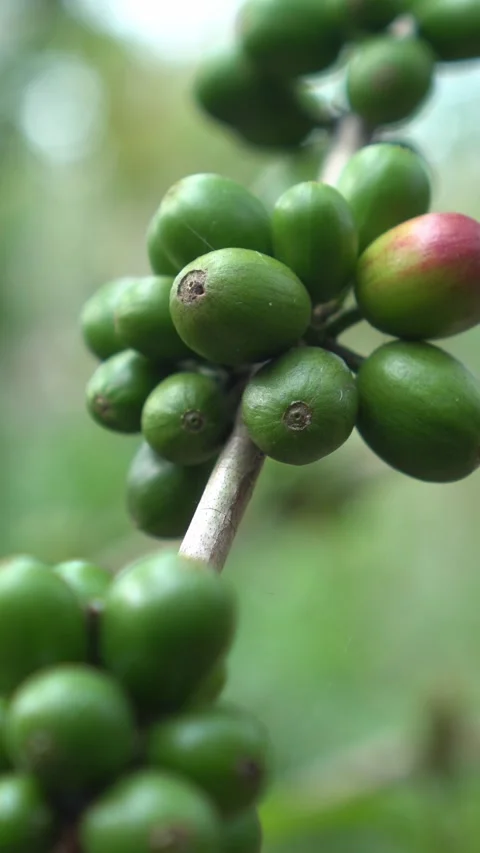 CS - Vertcal Video of Coffee tree with green cherry beans in the farm Video stock 246780612