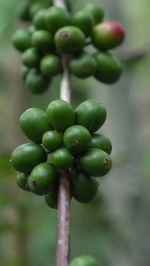CS - Vertcal Video of Coffee tree with green cherry beans in the farm Video stock 246780786