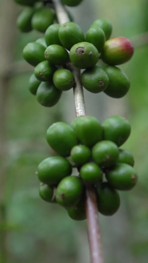 CS - Vertcal Video of Coffee tree with green cherry beans in the farm Video stock 246781035