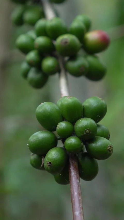 CS - Vertcal Video of Coffee tree with green cherry beans in the farm Video stock 246781057