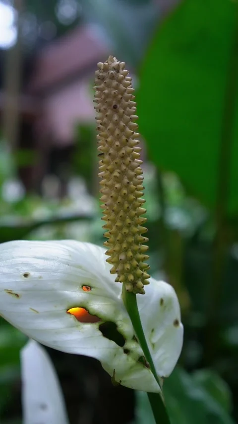 CS - Vertical Video of Blooming White Anthuriums Flower Stock Footage 239937590