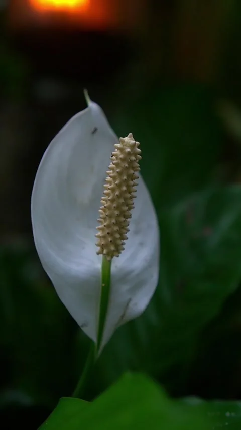 CS - Vertical Video of Blooming White Anthuriums Flower Stock Footage 239937607