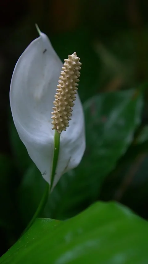 CS - Vertical Video of Blooming White Anthuriums Flower Stock Footage 239937657