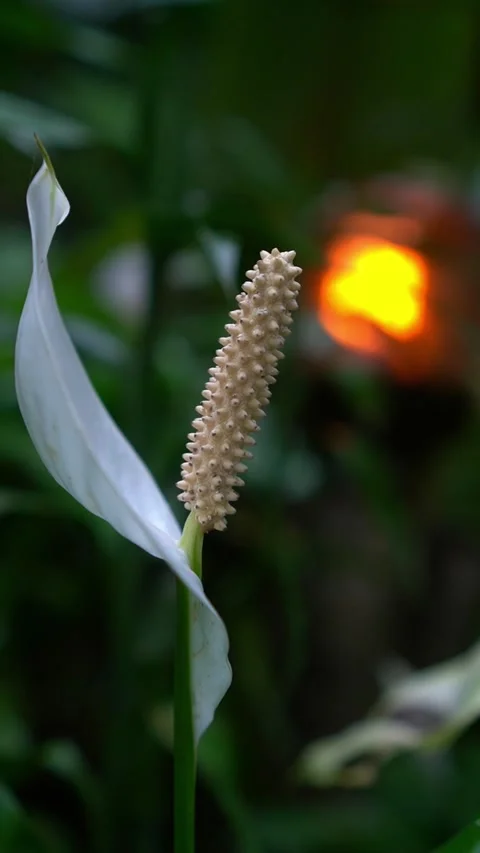 CS - Vertical Video of Blooming White Anthuriums Flower Stock Footage 239937711