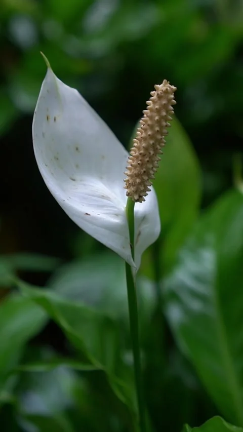 CS - Vertical Video of Blooming White Anthuriums Flower Stock Footage 239937752