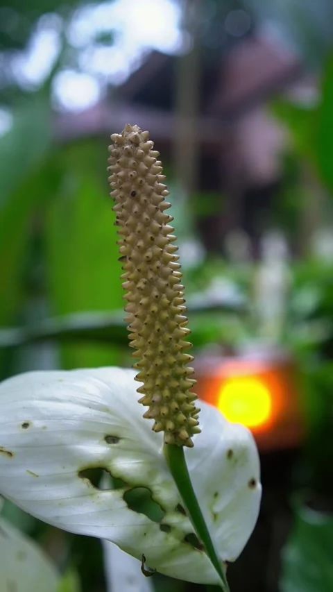 CS - Vertical Video of Blooming White Anthuriums Flower Stock Footage 239937797