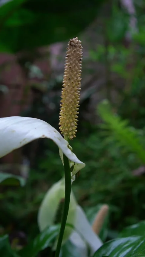 CS - Vertical Video of Blooming White Anthuriums Flower Stock Footage 239937858
