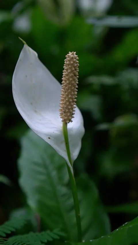 CS - Vertical Video of Blooming White Anthuriums Flower Stock Footage 239937905