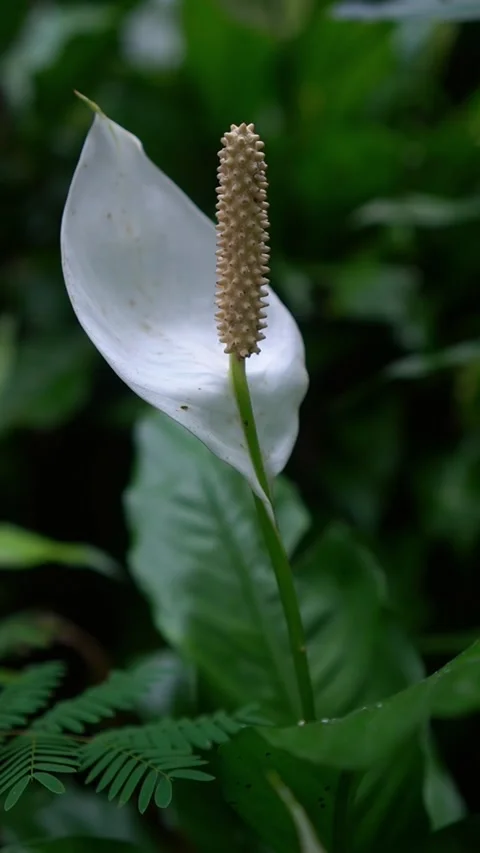 CS - Vertical Video of Blooming White Anthuriums Flower Stock Footage 239937961