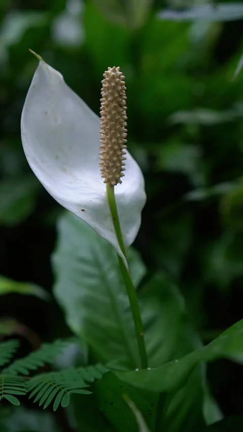 CS - Vertical Video of Blooming White Anthuriums Flower Stock Footage 239937997