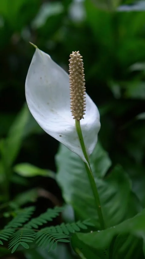 CS - Vertical Video of Blooming White Anthuriums Flower Stock Footage 239938037