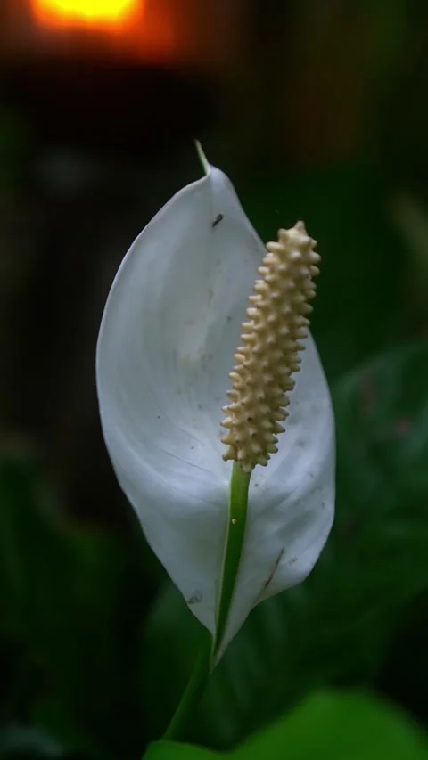 CS - Vertical Video of Blooming White Anthuriums Flower Stock Footage 239938068