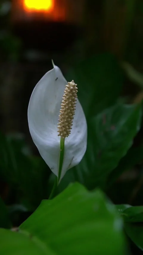 CS - Vertical Video of Blooming White Anthuriums Flower Stock Footage 239938142
