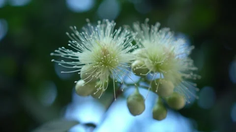 CS - Water Apple Flower Video stock 246781557