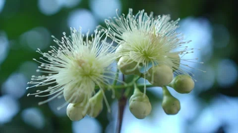 CS - Water Apple Flower Video stock 246781592