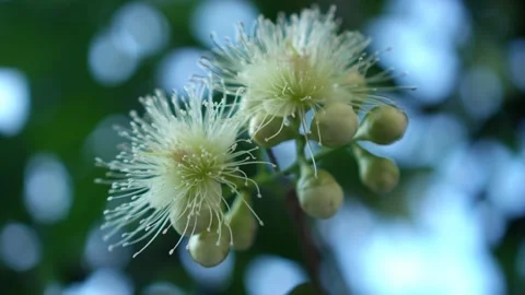 CS - Water Apple Flower Video stock 246781653
