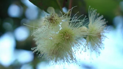 CS - Water Apple Flower Stock Footage 246781672