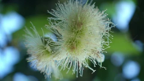 CS - Water Apple Flower Video stock 246781692
