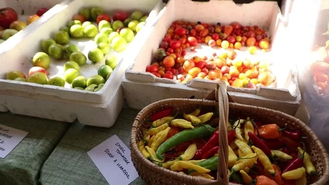 CSA TOMATOES 스톡 동영상 102742699