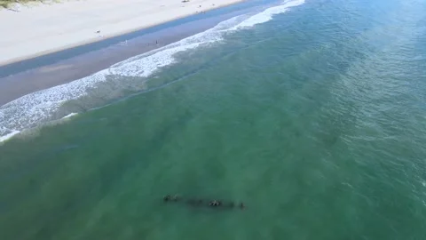 CSS General Beauregard Shipwreck Carolina Beach, NC Stock Footage 203585797