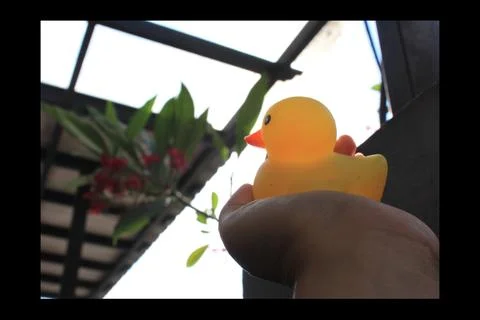 Cst rubber duck Stock Photos