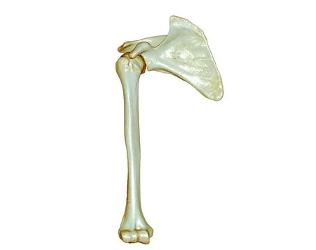 CT SCAN of Arm 3D rendering isolated on white background .Clipping path. Stock Illustration