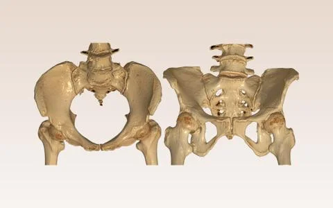 CT Scan of pelvic bone with both hip joint 3D rendering image Inlet and Outle Stock Illustration