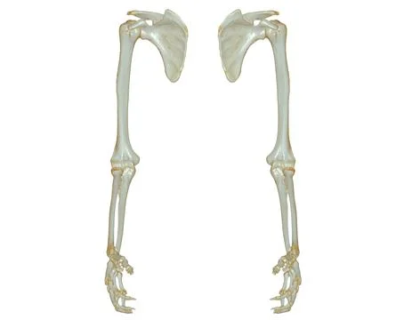 CT SCAN of Upper extremity 3D rendering isolated on white background .Clippin Stock-Illustration