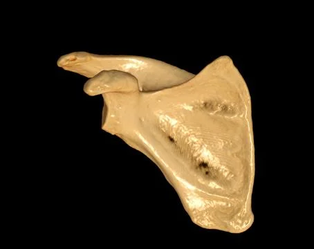 CT Shoulder 3D Stock Illustration