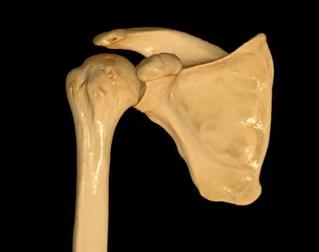 CT Shoulder 3D Stock-Illustration