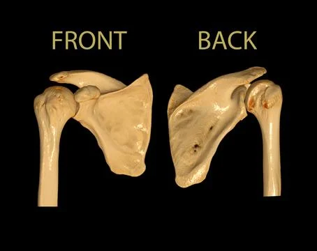 CT Shoulder 3D Stock Illustration