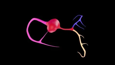 CTA Coronary artery  3D rendering 7.2020 Stock Illustration