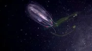 Ctenophora, Comb Jellyfish Stock Footage