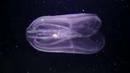 Ctenophora Warty Comb Jelly (Mnemiopsis Leidyi). Stock Footage