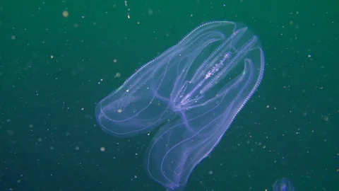 Ctenophora Warty comb jelly (Mnemiopsis leidyi). Stock Footage