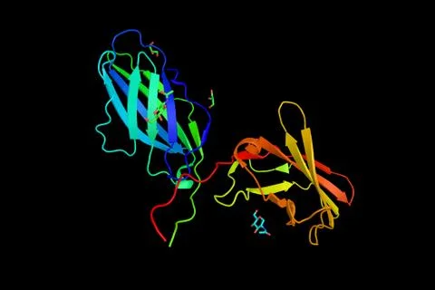 CTLA4 or CTLA-4 (3d structure), a protein receptor that, functioning as an .. Stock Illustration