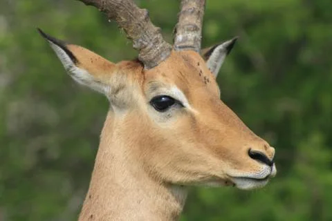 CU alert impala ram, Kruger National Park, South Africa Stock Photos