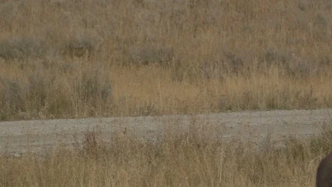 CU American Buffalo Bison Grazing in Tall Grass Raises Head and Turns Stock Footage 122223754