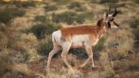 CU of antelope walking through sagebrush in Goblin Valley state park. Stock Footage 41457240