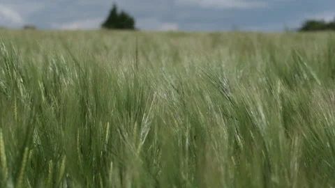 CU barley, slow  motion Stock Footage 199395083