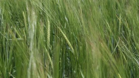 CU barley, slow  motion Stock Footage 199395927