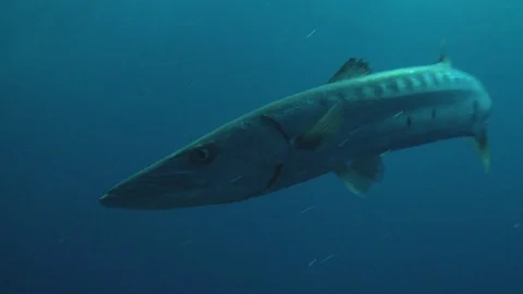 CU as barracuda swims past camera Stock Footage 77105952
