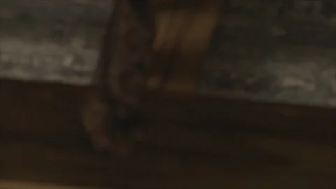 CU Bats Hanging from Rafters, Waking Up, Stretching Wings 스톡 동영상 123666771